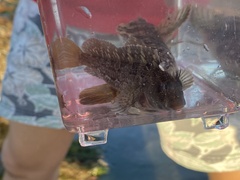 Hypsoblennius gilberti