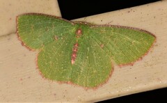 Eucyclodes metaspila