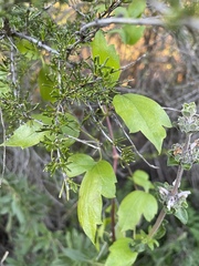 Clematis pauciflora