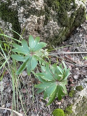 Delphinium cardinale