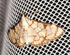 Aphytoceros lucusalis