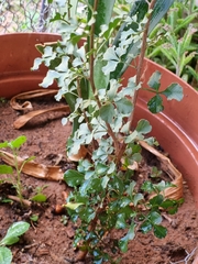 Searsia burchellii