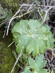 Delphinium cardinale