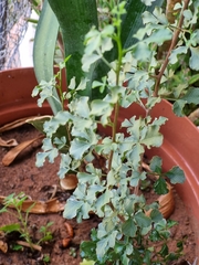 Searsia burchellii