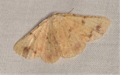 Aeolochroma quadrilinea