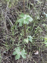 Delphinium cardinale