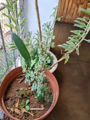 Searsia burchellii