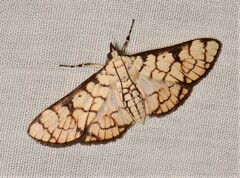 Aphytoceros lucusalis