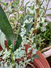 Searsia burchellii