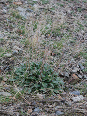 Phacelia imbricata