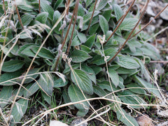 Phacelia imbricata
