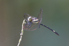 Micrathyria laevigata