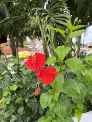Hibiscus rosa-sinensis