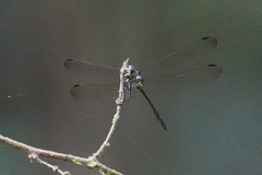 Micrathyria laevigata