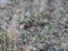 Phacelia imbricata