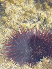 Heliocidaris