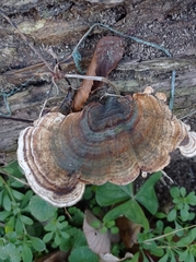 Trametes versicolor