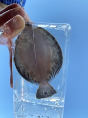 Pleuronichthys coenosus