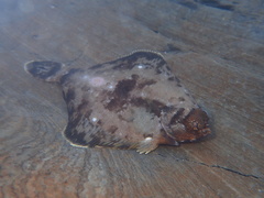 Pleuronichthys coenosus