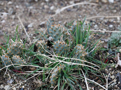 Opuntia basilaris brachyclada