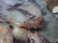 Pleuronichthys coenosus