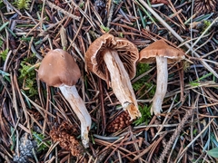 Cortinarius armeniacus