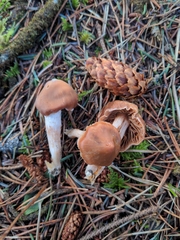 Cortinarius armeniacus