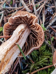 Cortinarius armeniacus