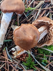 Cortinarius armeniacus
