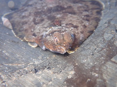 Pleuronichthys coenosus