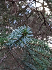 Cortinarius armeniacus