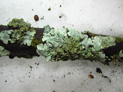 Parmelina tiliacea
