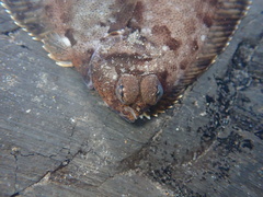 Pleuronichthys coenosus