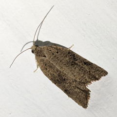 Meritastis laganodes