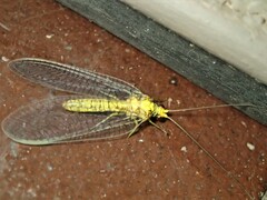 Italochrysa insignis