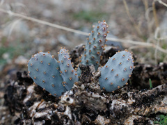 Opuntia basilaris brachyclada