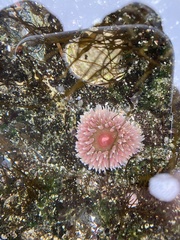 Urticina clandestina
