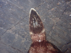 Pleuronichthys coenosus
