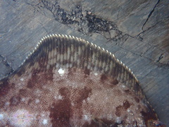 Pleuronichthys coenosus