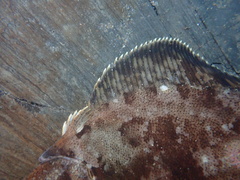 Pleuronichthys coenosus