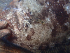 Pleuronichthys coenosus