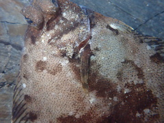 Pleuronichthys coenosus
