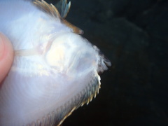 Pleuronichthys coenosus