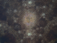Pleuronichthys coenosus