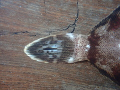 Pleuronichthys coenosus