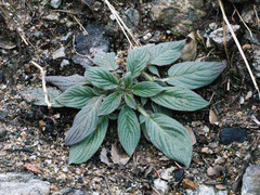Phacelia imbricata