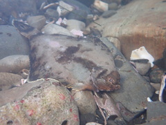 Pleuronichthys coenosus