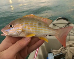 Lutjanus synagris