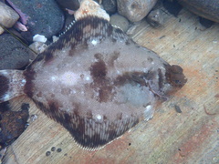 Pleuronichthys coenosus