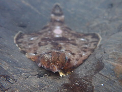 Pleuronichthys coenosus